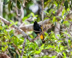 Yellow-rumped cacique