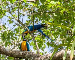 Blue and yellow macaw