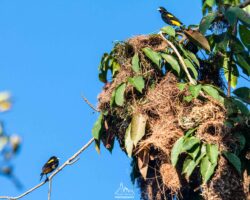 Yellow-rumped cacique