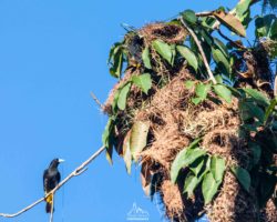 Yellow-rumped cacique