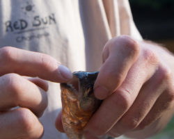 Little piranha (photo Sarah)