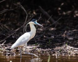 Capped heron (Pilherodius pileatus)