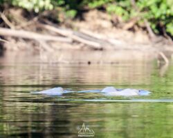 Pink and grey fresh water dolphins