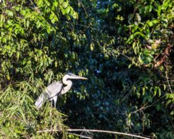 Grey heron