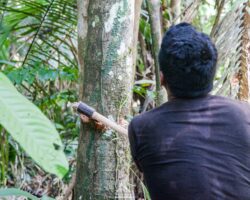 Cutting a palm tree for some fresh heart of palm