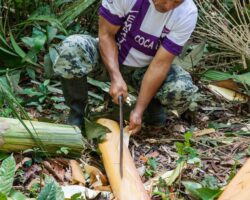 Harvesting a fresh heart of palm