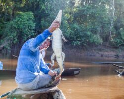 Young caiman accidentally caught in the fishing net.