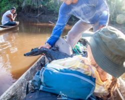 Caiman action in the pirogue