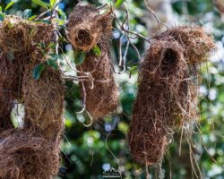 Nest of the yellow-rumped cacique