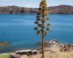 Paramis, a pueblo in Capachica Península. (Venancio's house)