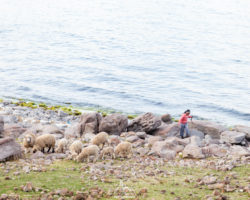 Young shepherd on the shore of Lake Titicaca in the pueblo of Paramis, Capachica Peninsula