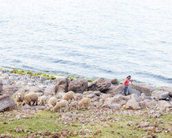 Young shepherd on the shore of Lake Titicaca in the pueblo of Paramis, Capachica Peninsula