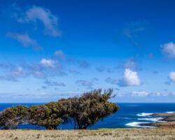 Somewhere near the Puakatike