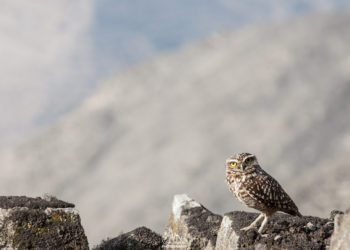 Burrowing owl (Lima hills) - Chouette chevêche (sur les collines de Lima