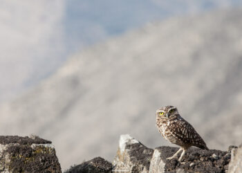 Burrowing owl (Lima hills) - Chouette chevêche (sur les collines de Lima