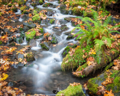 Fall colors in the rainforest