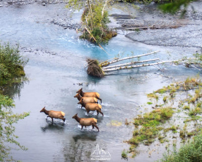 Bull elk bugling during mating season