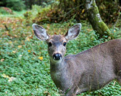 My neighbor during the first bivouac.