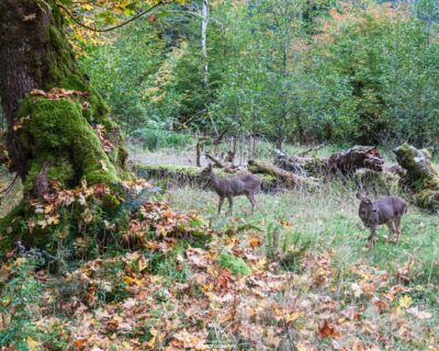Black Tail deers grazing around the first bivouac