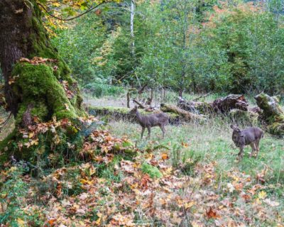 Black Tail deers grazing around the first bivouac