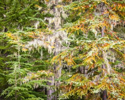 Incredibly colorful subalpine forest, already high above the rainforest.