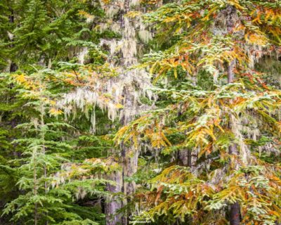 Incredibly colorful subalpine forest, already high above the rainforest.