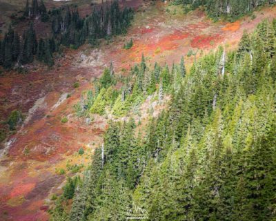 Colorful patches of blueberries