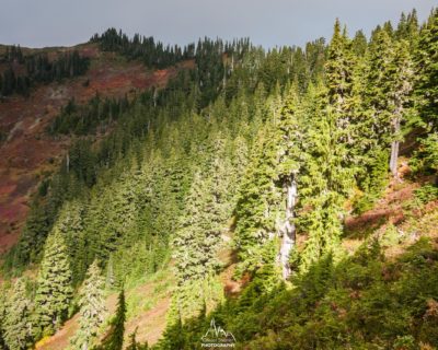 Between forests and meadows.