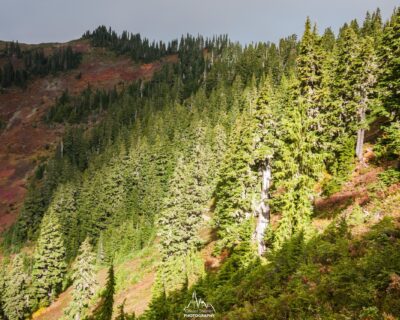 Between forests and meadows.