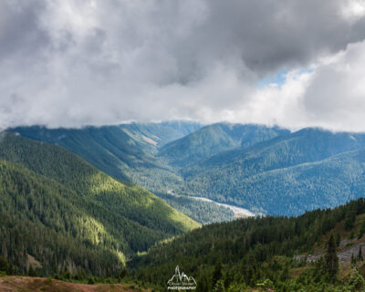 Wild forest everywhere in Olympic National Park.