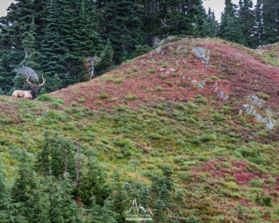 Bull elk in the meadows.
