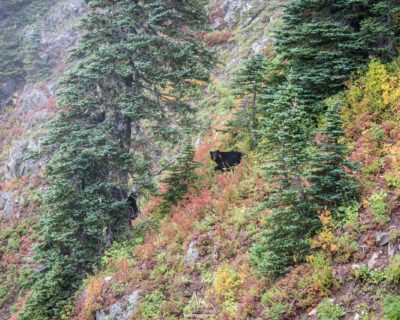 Mom bear and her cub (in the tree)
