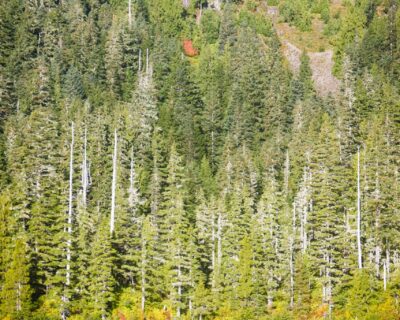 Deer lake morning reflection
