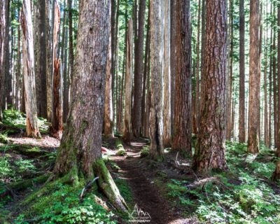 Winding trail into dense subalpine woods.