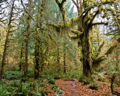 Hall of mosses, beginning of the Hoh River Trail.