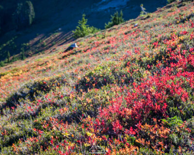 Fall colors in the alpine meadow