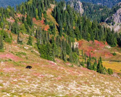 Black bear above Heart Lake