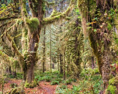 Trail winding in the middle of the mosses.
