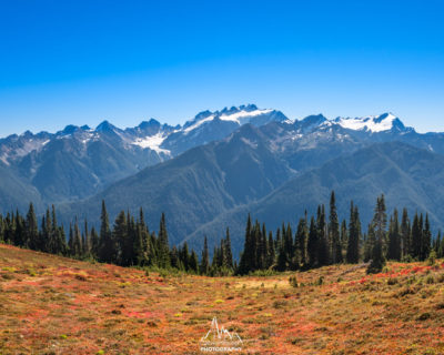 Olympic range and woods