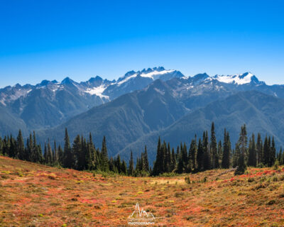 Olympic range and woods