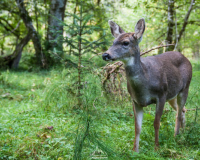 Black Tail Deer in the Hoh Valley
