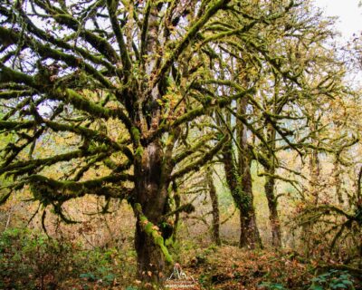 Back into the rainforest