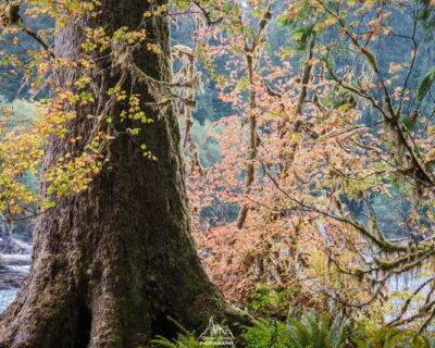 The Hoh River during fall.
