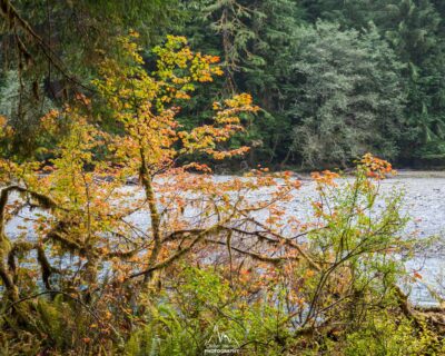 Along the Hoh River