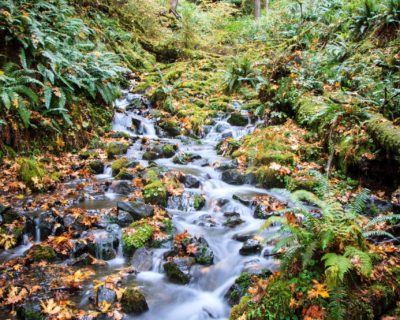 Autumn in the rainforest