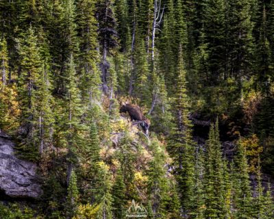 First moose encounter