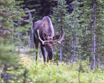 Young moose. Am I on his trail ?