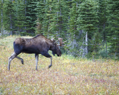 Fuzzy pic of my new moose friend