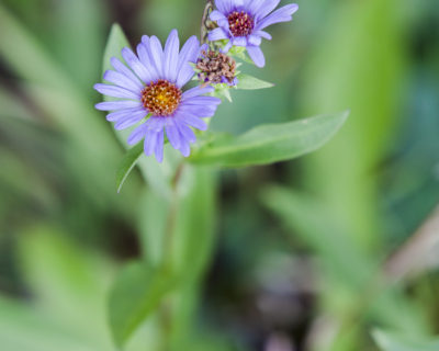 Aster alpinus