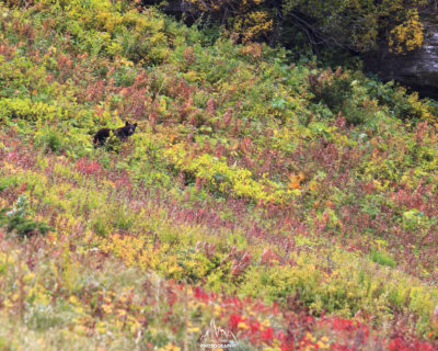 Black Bear eating wild berries